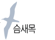 슴새목
