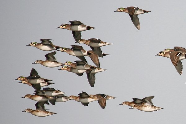 가창오리