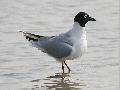 검은머리갈매기