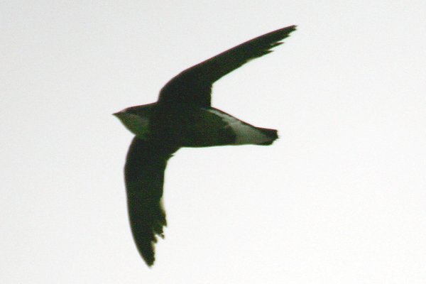 바늘꼬리칼새