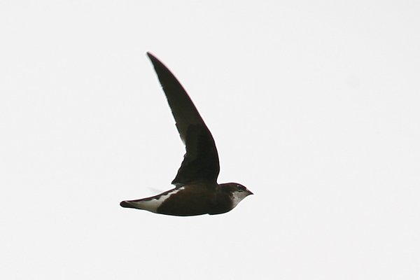 바늘꼬리칼새