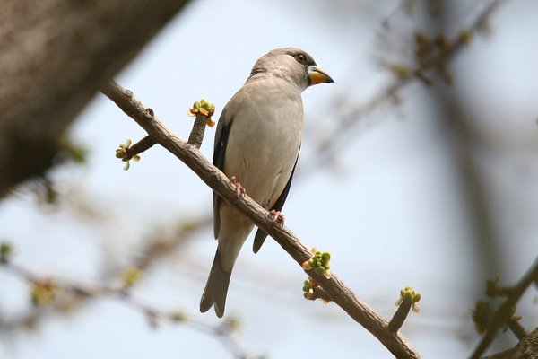 밀화부리