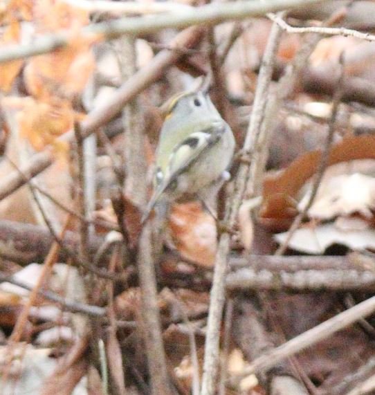상모솔새