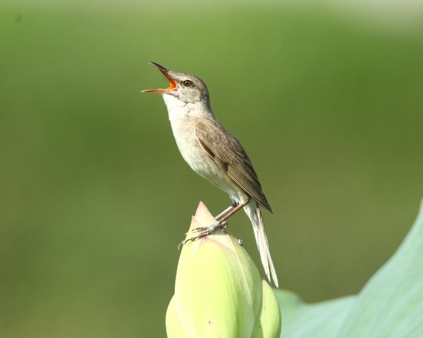 개개비