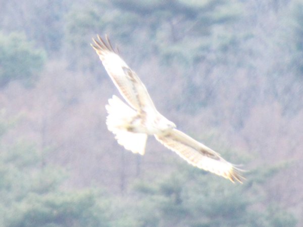큰말똥가리