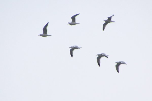 재갈매기