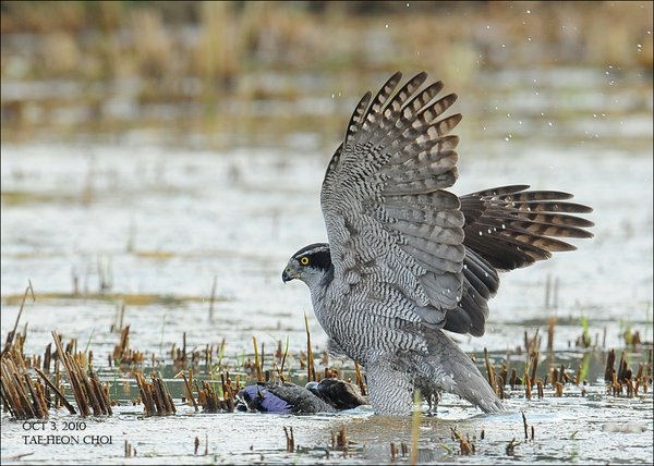 참매