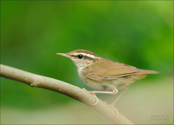 숲새