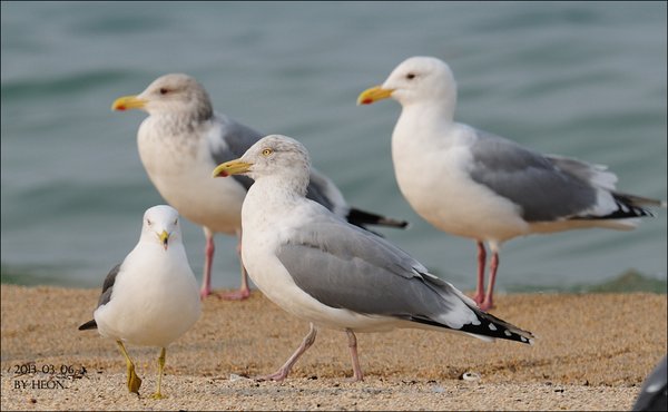 미등록재갈매기[American Herring Gull]