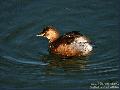 논병아리Little Grebe