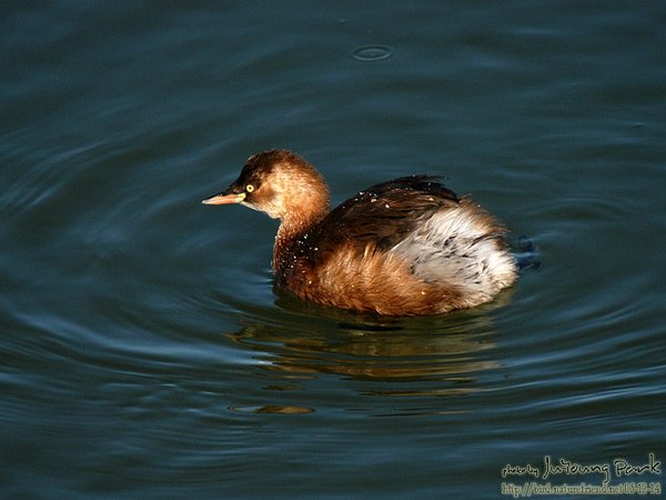 논병아리Little Grebe