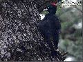 까막딱다구리 Black Woodpecker