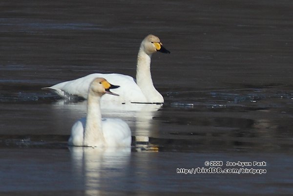 고니 + 동영상