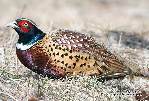 꿩