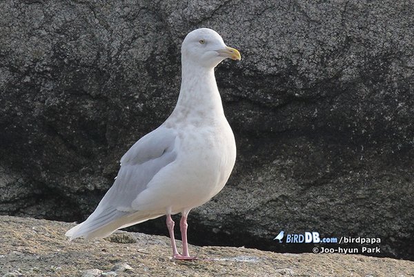 쇠흰갈매기(Larus hyperboreus barrovianus)
