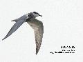 구레나룻제비갈매기