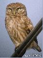 금눈쇠올빼미