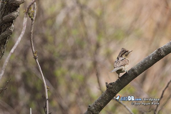 개미잡이