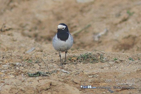 Masked Wagtail(Motacilla alba personata)