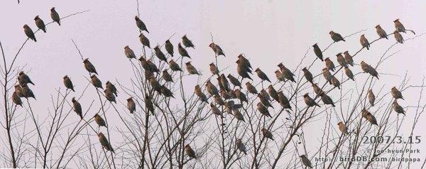 홍여새