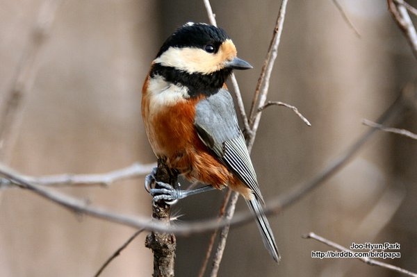 곤줄박이