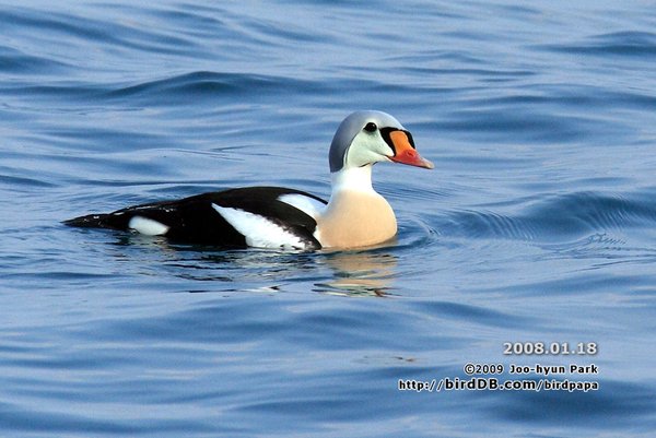 킹아이더(King eider)암,수,동영상
