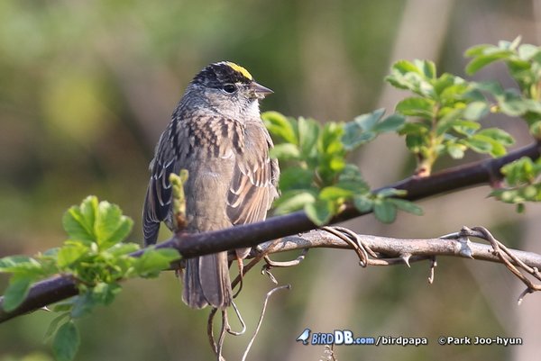 미등록(미기록)종 Golden-crowned Sparrow
