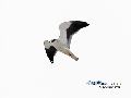 Black-winged Kite...