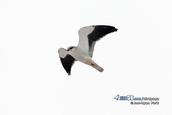 Black-winged Kite(미...