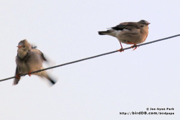 미등록(미기록)붉은부리찌르레기(Silky Starling)