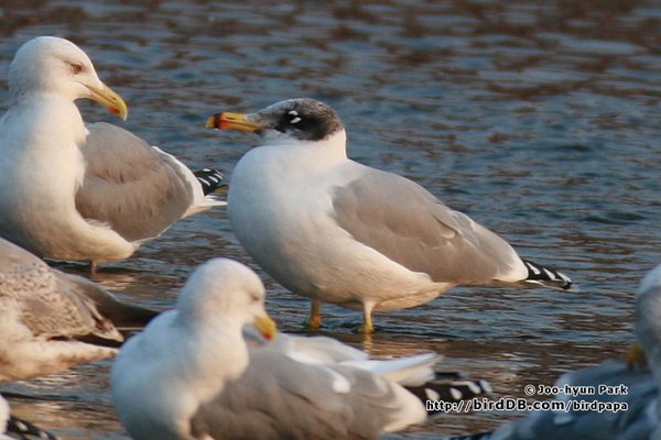 Great Black-headed Gull / Pallas's Gull
