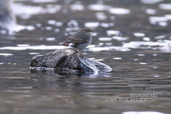 부채꼬리바위딱새-Plumbeous Water Redstart -미등록(미기록)