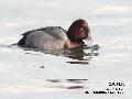 Ferruginous Duck(검은흰죽지...