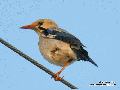 Silky Starling 인...