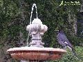 Pied Currawong