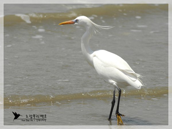 노랑부리백로