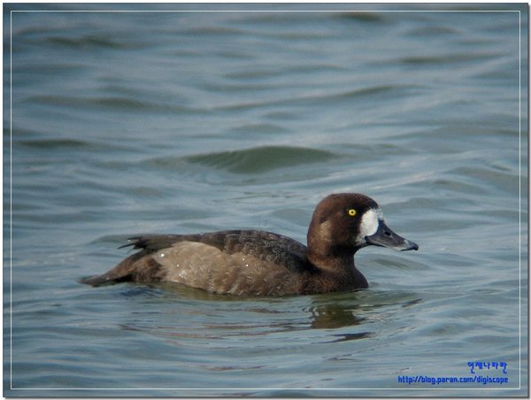 검은머리흰죽지