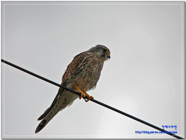 황조롱이 (1st winter Male)