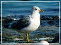갈매기