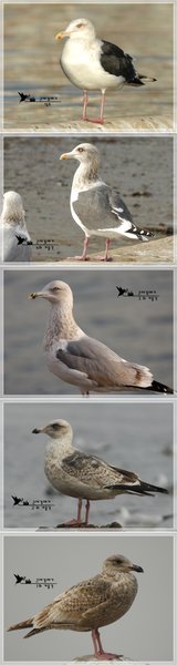 큰재갈매기-연령별