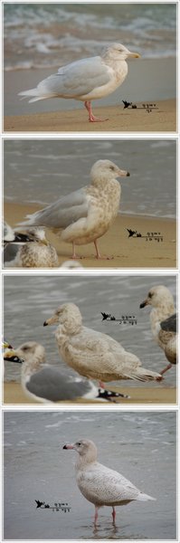 흰갈매기(연령별)