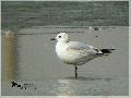 고대갈매기[적호갈매기]