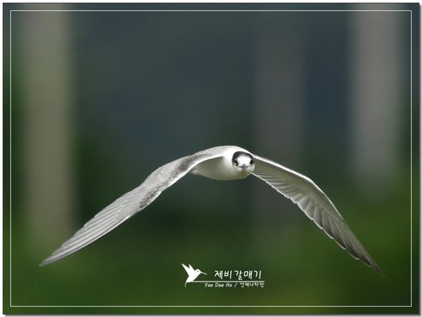 제비갈매기