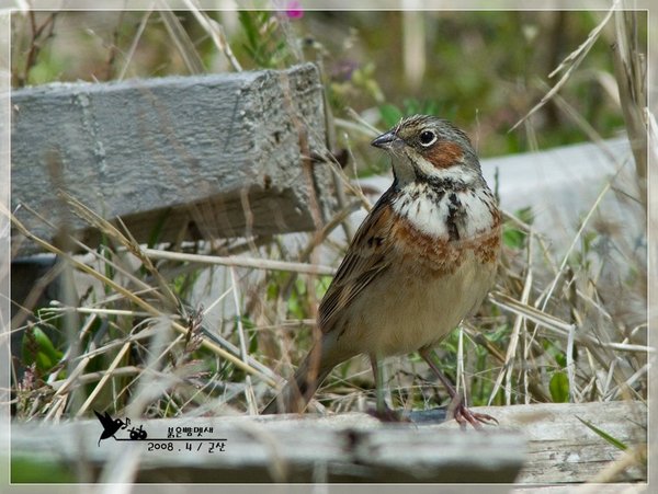 붉은뺨멧새