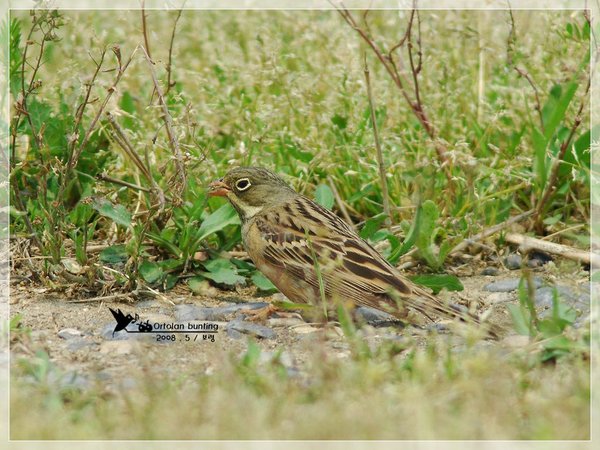 Ortolan bunting