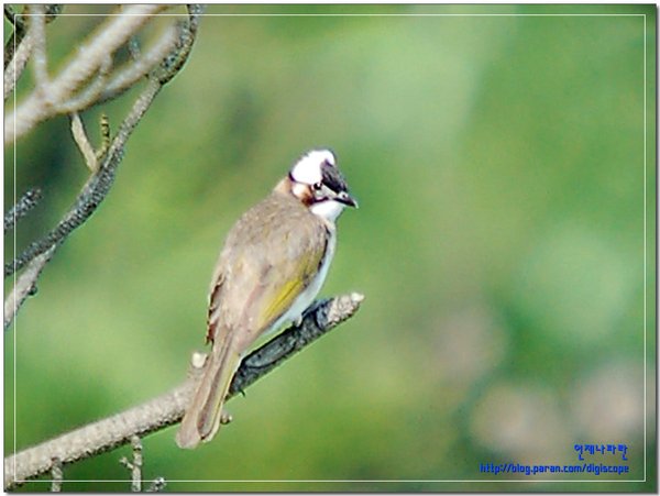 Light-vented Bulbul