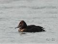 미등록(미기록)Ferruginous Duck