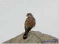 황조롱이 암, 수 구별