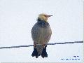 Red-billed Starli...