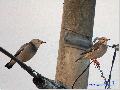 붉은부리찌르레기
